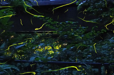 たつた旅館　飛び交うほたる