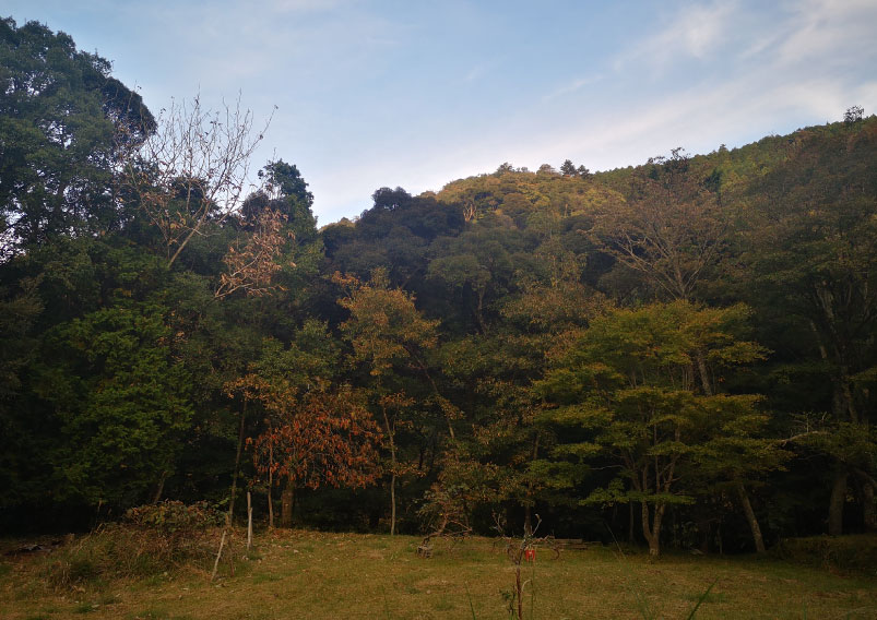 たつた旅館　木立